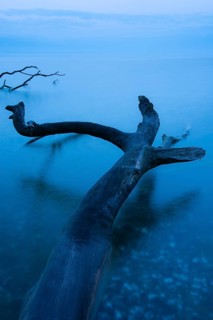 Fallen tree on the chalk coast in Jasmund National Park, Rügen, Sassnitz, Mecklenburg-Western