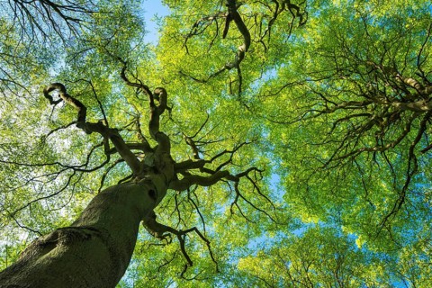 Treetop of a beech tree in Jasmund National Park on Rügen, Rügen, Sassnitz, Mecklenburg-Western
