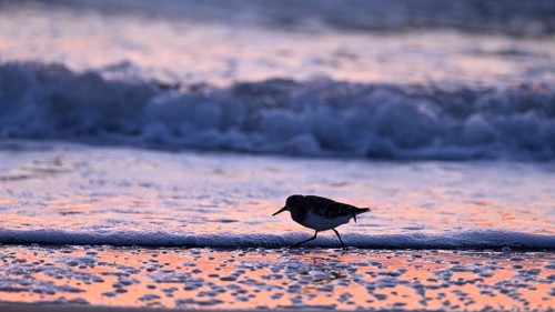 Sanderling (Calidris alba) on the beach with waves against the light, Texel, North Holland,