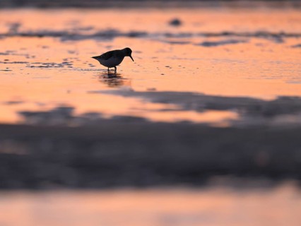 Sanderling (Calidris alba) foraging on the North Sea beach in the reddish evening light, Texel,