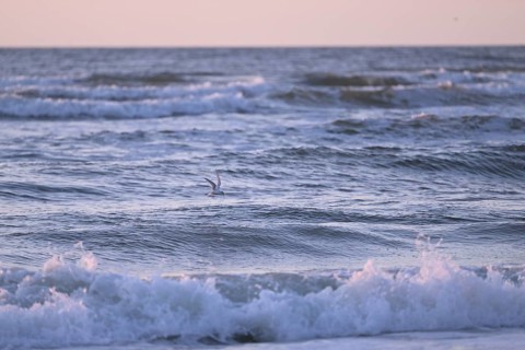Texel, North Holland, Netherlands