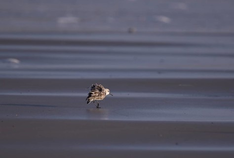 Sanderling (Calidris alba), Texel, North Holland, Netherlands