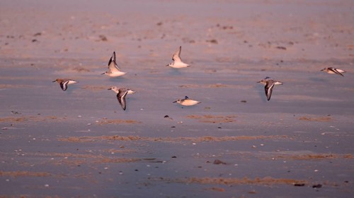 Flying sanderlings (Calidris alba) on the beach in the evening light, Texel, North Holland,