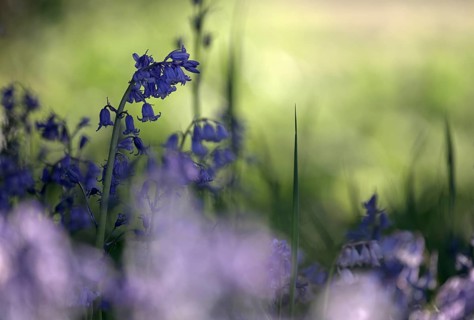 Flowering forest hyacinth (Hyacinthoides non-scripta), Texel, North Holland, Netherlands