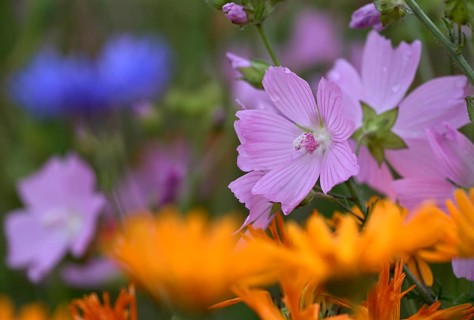 Species-rich, colourful flowering meadow with musk mallow (Malva moschata), Lower Rhine, North