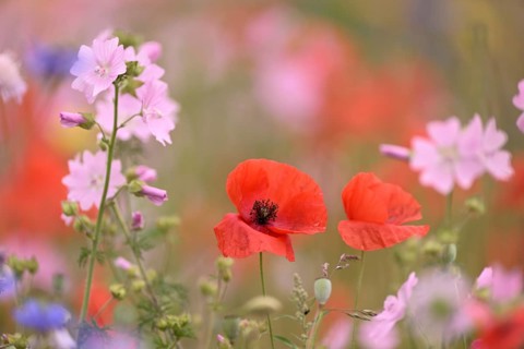 Species-rich colourful flowering meadow with musk mallow (Malva moschata) and poppy (Papaver