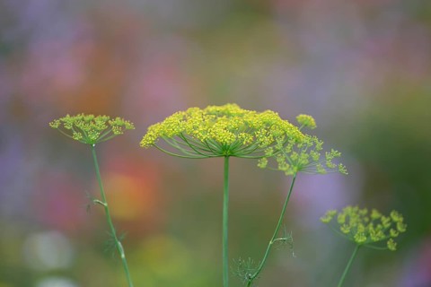Dill (Anethum graveolens), Lower Rhine, North Rhine-Westphalia, Germany