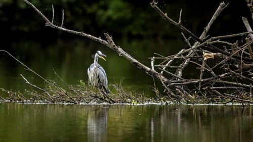 A heron stands peacefully on a branch in the river, surrounded by nature, A grey heron hunting in a