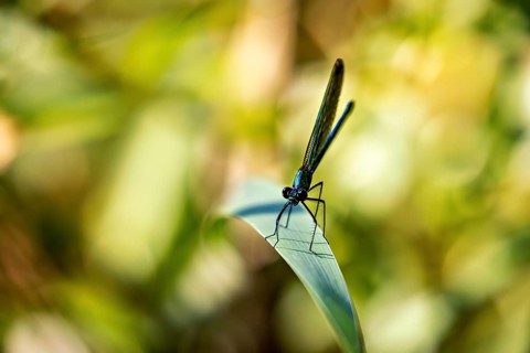 Dragonfly on a leaf in a sunny, blurred environment emphasising green colours, Banded demoiselle on