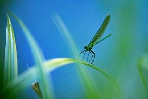 Close-up view of a dragonfly on a blade of grass, blue and green tones dominate the scene, The