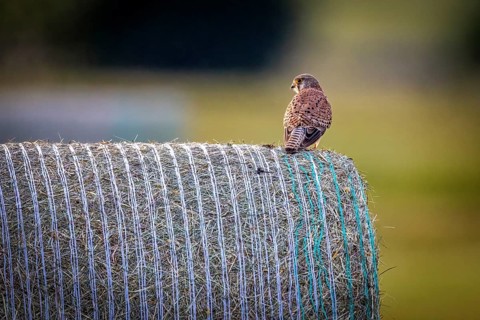 A bird sits on a hay bale with a background depicting a tranquil rural scene, A Common Kestrel on a