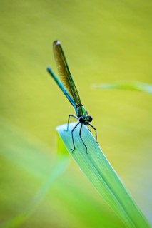 Dragonfly sitting on the tip of a leaf, yellow-green background creates a calm atmosphere, Banded