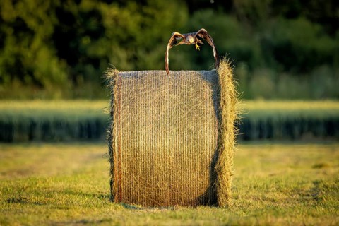 A bird flies away from a hay bale over a summer meadow, illuminated by warm evening light, A red