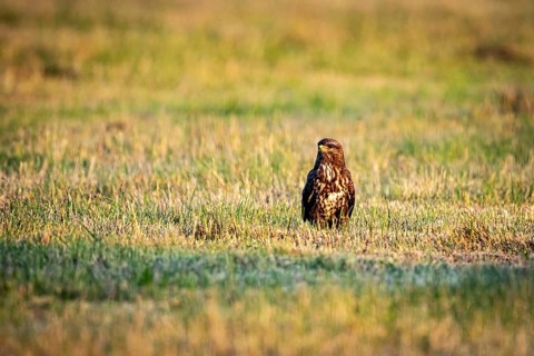 A bird of prey sits on a quiet meadow in a natural environment, A buzzard in a meadow in Germany
