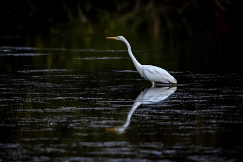 A heron pauses in the still water, its elegant reflection visible at dusk, a great egret hunting in