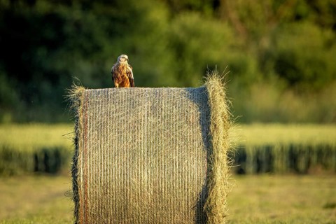 A bird sits on a large hay bale in the middle of a green meadow at dusk, A red kite on a hay bale