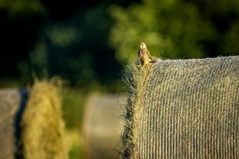 A bird sits quietly on a hay bale in a peaceful rural setting in the evening light, A Common