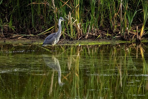 A heron stands in calm water in front of dense reeds with its reflection in the pond, A grey heron