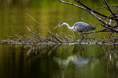 A hunting heron walking over a branch in the water, reflected in the calm river, A grey heron
