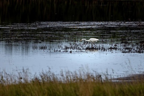 A heron searches for food in the shallow water of a marsh, surrounded by calming nature, A great