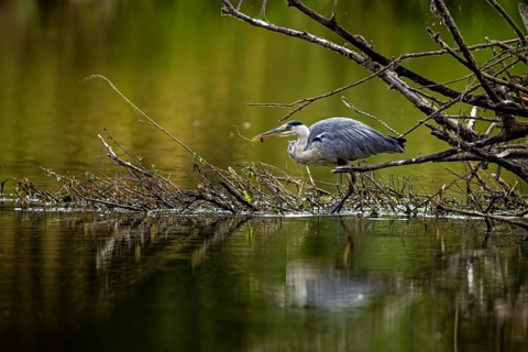 A heron hunting, concentrated on a branch in the water, surrounded by nature, A grey heron hunting