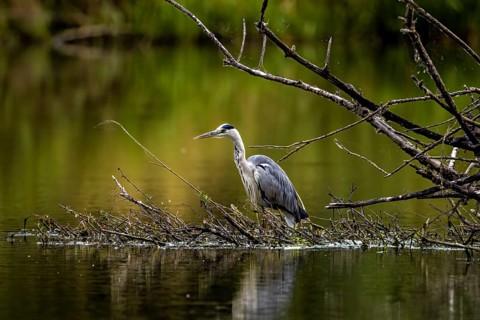A heron stands on branches in the water, surrounded by green nature and a peaceful atmosphere, A