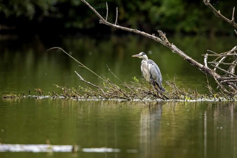 A heron stands on a branch in the water, surrounded by tranquil nature and green surroundings, A