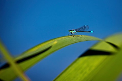 Dragonfly sitting on a curved green leaf against a deep blue background, The Bat Damselfly on a
