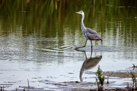 A heron walks through shallow water, its reflection visible, surrounded by nature, A grey heron