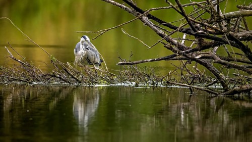 Rear view of a heron on branches in the water, surrounded by green nature, A grey heron hunting in