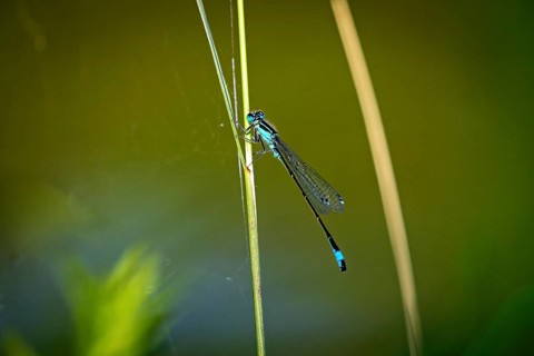 Close-up of a dragonfly perched on a green plant stalk in a natural environment, The Bat Damselfly
