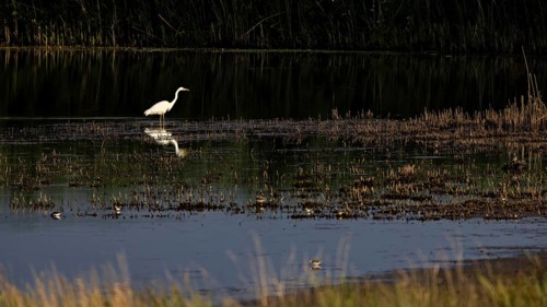 A white egret stands in the calm waters of a marsh surrounded by reeds at dusk, A great white egret