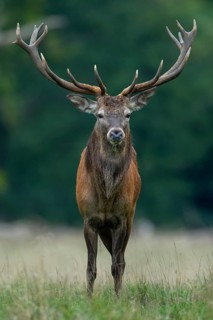 Red deer (Cervus elaphus) in rut, Klamptenborg, Copenhagen, Denmark