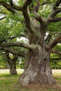 Old oak (Quercus), tree, Klamptenborg, Copenhagen, Denmark