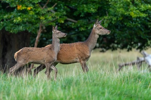 Red deer (Cervus elaphus), calf and doe, Klamptenborg, Copenhagen, Denmark
