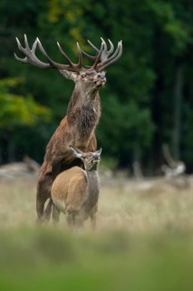Red deer (Cervus elaphus) in rut, mating, copulation, Klamptenborg, Copenhagen, Denmark