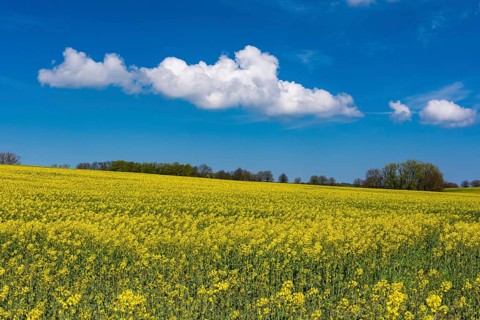 Rape field with blue sky and clouds, Rügen, Bergen, Mecklenburg-Western Pomerania, Germany
