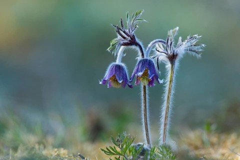 Meadow pasque flower (Pulsatilla pratensis), Rügen, Binz, Mecklenburg-Western Pomerania, Germany