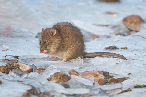 Brown rat (Rattus norvegicus) adult rodent animal washing its face on ice of a frozen lake in