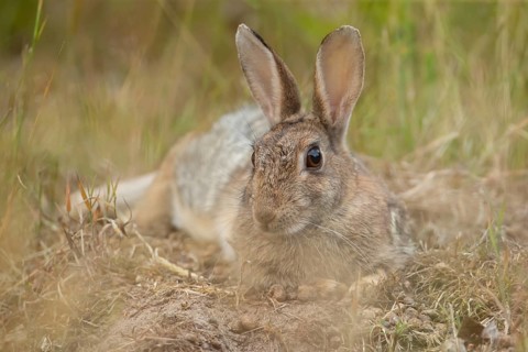 Rabbit (Oryctolagus cuniculus) adult animal relaxing in grassland, England, United Kingdom