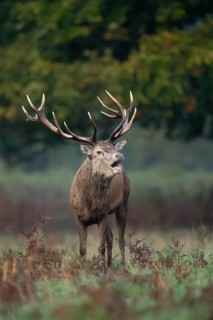 Red deer (Cervus elaphus) adult male stag animal roaring with its mouth open during the annual rut
