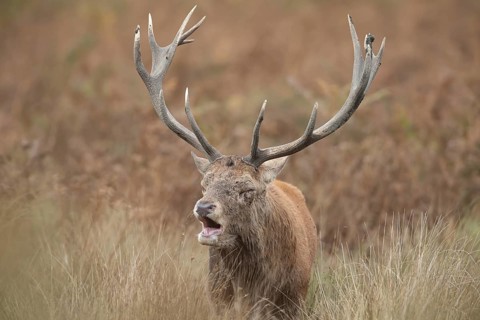 Red deer (Cervus elaphus) adult male stag animal roaring with its mouth open during the rutting