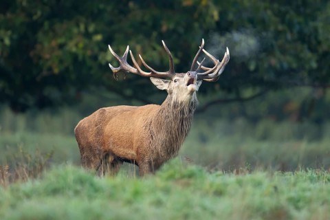 Red deer (Cervus elaphus) adult male stag animal roaring with its mouth open during the annual rut