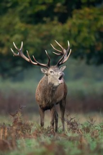 Red deer (Cervus elaphus) adult male stag animal roaring with its mouth open during the rutting