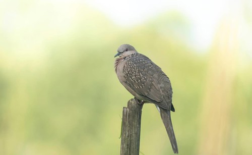 A Spotted dove or eastern spotted dove (Spilopelia chinensis), Sreepur, Gazipur, Bangladesh
