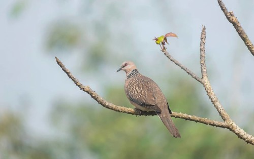 Spotted dove or eastern spotted dove (Spilopelia chinensis) on a tree branch, Sreepur, Gazipur,