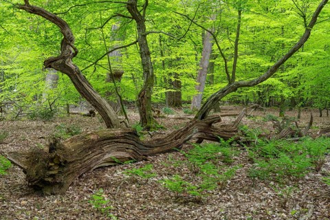 Spring in the Baumweg jungle, Emstek, Lower Saxony, Germany