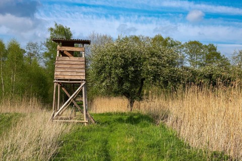 Blooming apple trees at Ahlhorn fish ponds, Ahlhorn, Lower Saxony, Germany