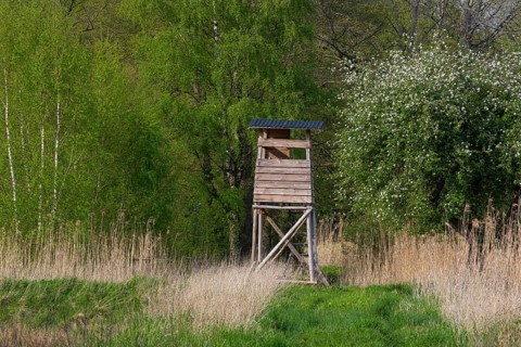 High seat with blooming apple trees at the Ahlhorn fish ponds, Ahlhorn, Lower Saxony, Germany