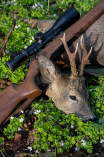 Killed Roebuck, Bockjagd, Ahlhorn, Lower Saxony, Germany